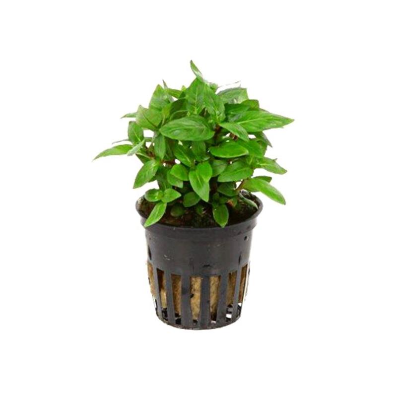 Planta acvariu Staurogyne Repens Stoffels - imagine 3